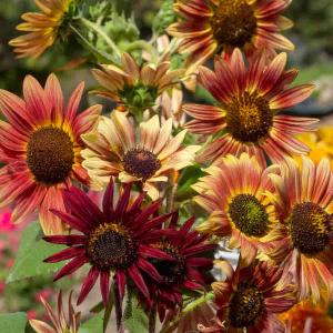 Tournesol Beauté d'Automne